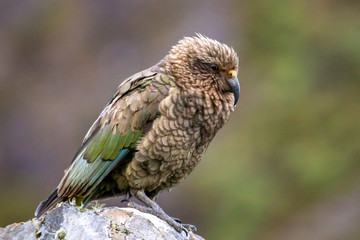 Obraz premium Kea - Alpine Parrot of New Zealand