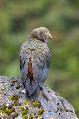 Kea - Alpine Parrot of New Zealand
