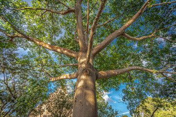 Fototapeta premium Tree with eye