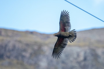 Kea - Alpine Parrot of New Zealand
