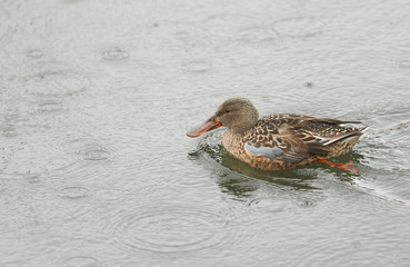 A pretty Shoveler duck, Anas clypeata, swimming on a lake in the pouring rain.