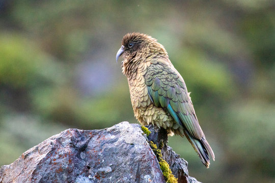 Kea - Alpine Parrot of New Zealand