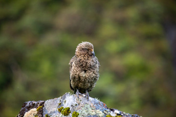 Kea - Alpine Parrot of New Zealand