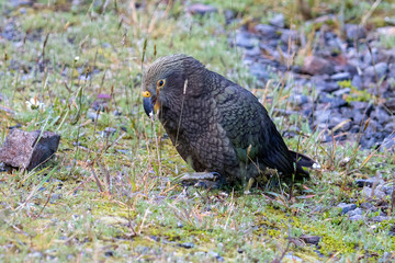 Kea - Alpine Parrot of New Zealand