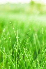 Dew drops on blades of grass in the early morning sunlight in a South African field