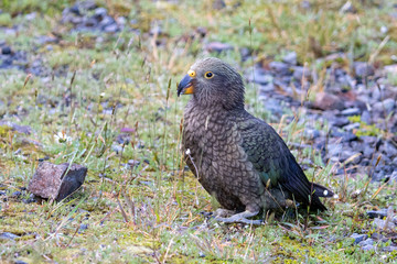 Kea - Alpine Parrot of New Zealand