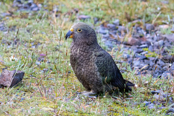 Kea - Alpine Parrot of New Zealand