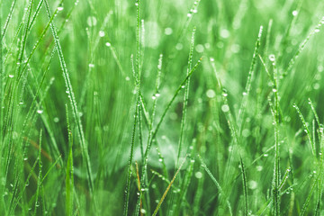 Fototapeta na wymiar Dew drops on blades of grass in the early morning sunlight in a South African field