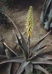 close up of a cactus