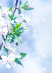 Delicate floral background with copy space under the text. Blurred background with spring flowers, bokeh. First flowers branch close-up