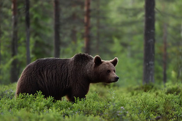 Obraz na płótnie Canvas bear in forest scenery