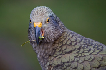Kea - Alpine Parrot of New Zealand