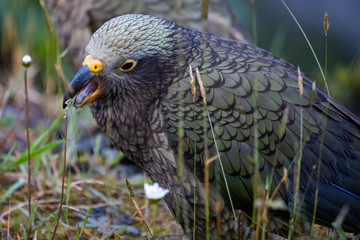 Kea - Alpine Parrot of New Zealand