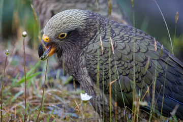 Kea - Alpine Parrot of New Zealand