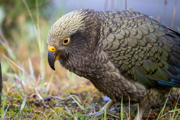 Kea - Alpine Parrot of New Zealand