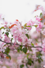 Blossom of apple tree with pink flowers in early spring. Beautiful nature.