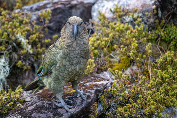 Kea - Alpine Parrot of New Zealand