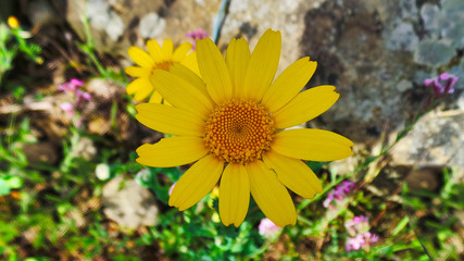 Wild yellow daisy liguria italy