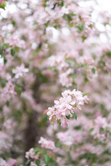 Blossom of apple tree with pink flowers in early spring. Beautiful nature.