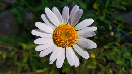 Obraz premium Wild white daisy liguria italy