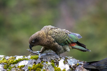 Kea - Alpine Parrot of New Zealand