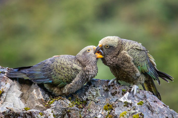 Kea - Alpine Parrot of New Zealand