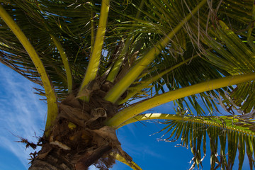 Tropical palm tree on beach in blue sky