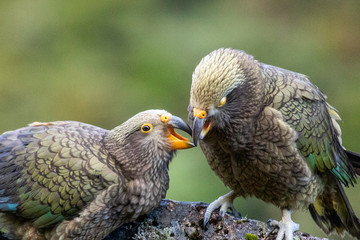 Kea - Alpine Parrot of New Zealand
