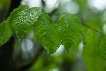 Raindrops on a leaves after rainstorm