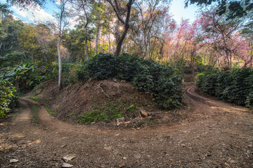 The scenery of the curved path at Doi Chang that plenty of pink cherry blossom and coffee plantation in Chiang Rai, Thailand.
