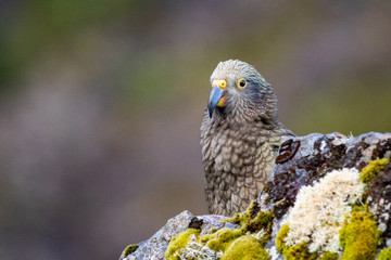Kea - Alpine Parrot of New Zealand