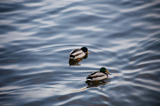 Two ducks swim together in cold dark blue winter water.
