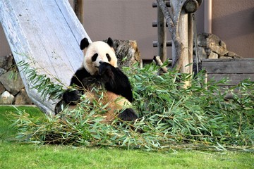 笹に囲まレンガ満悦のパンダ