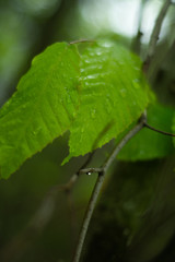 Rain drops on leaves following rainstorm