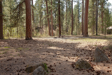 Picnic area in the forest central Oregon.