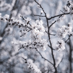 Apple tree branch with a flower. Sunny spring day. The background is fuzzy.