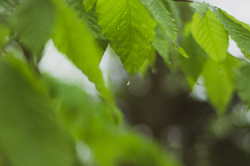 Raindrop on a leaf 