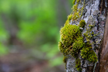 Moss on a Tree 