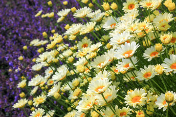 Fototapeta premium yellow marguerites and purple lavender blossoms, selective focus