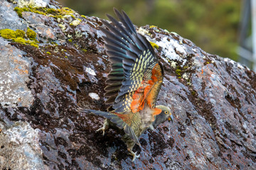 Kea - Alpine Parrot of New Zealand
