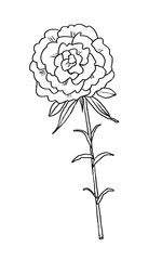 Rose flower hand drawn illustration.