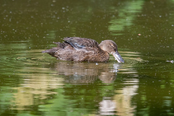Australasian Shoveler Juveniles