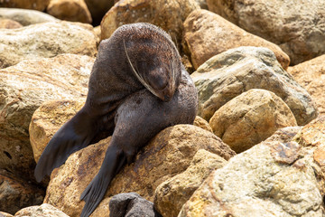 New Zealand Fur Seal