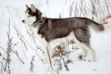 Portrait of Siberian Husky black and white colour outdoors in winter. A pedigreed purebred dog