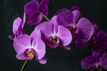 Purple phalaenopsis orchid branch close-up on a dark background.