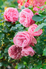 beautiful blooming pink roses in the garden.