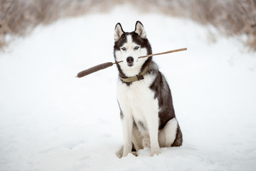 Portrait of Siberian Husky black and white colour with blue eyes outdoors in winter. Dog holds a cattail in his mouth. A pedigreed purebred dog