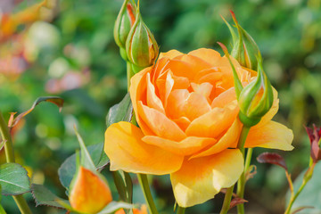 Beautiful roses garden. Close up of blooming orange rose flower. Soft focus