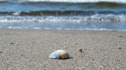 Fototapeta na wymiar white sea shell on the beach