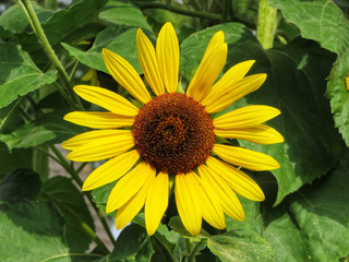closeup of a sunflower in the garden